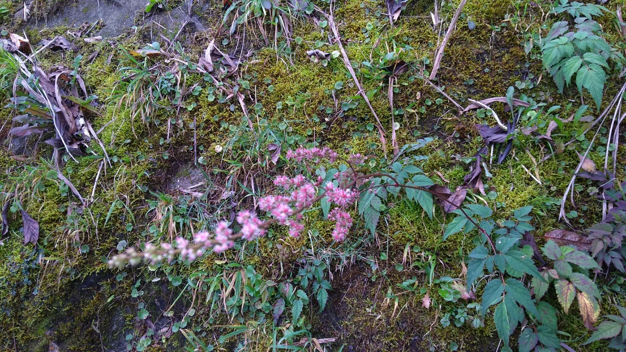 Image de Astilbe longicarpa (Hayata) Hayata