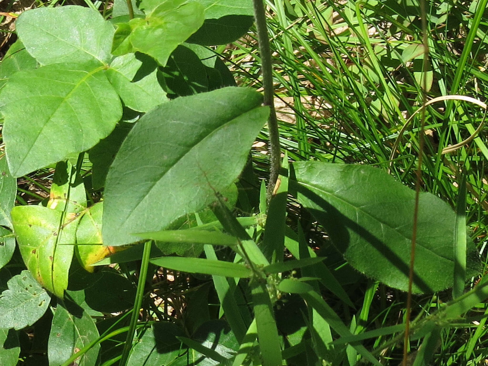 Image of rough hawkweed