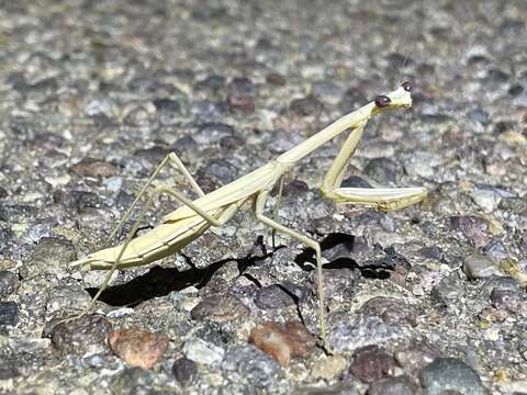 Image of Stagmomantis gracilipes Rehn 1907