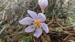 Image de Colchicum triphyllum Kunze