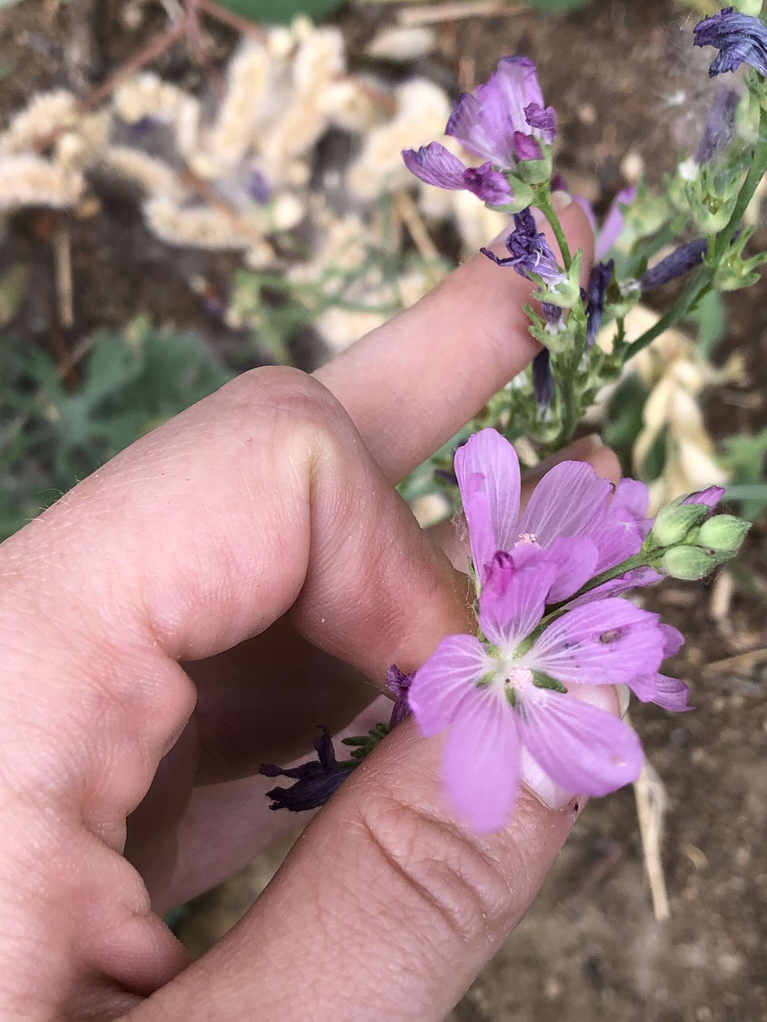 Image of Owens Valley sidalcea