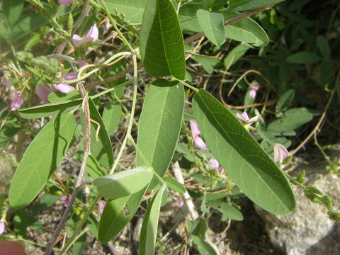 Image of western trailing ticktrefoil