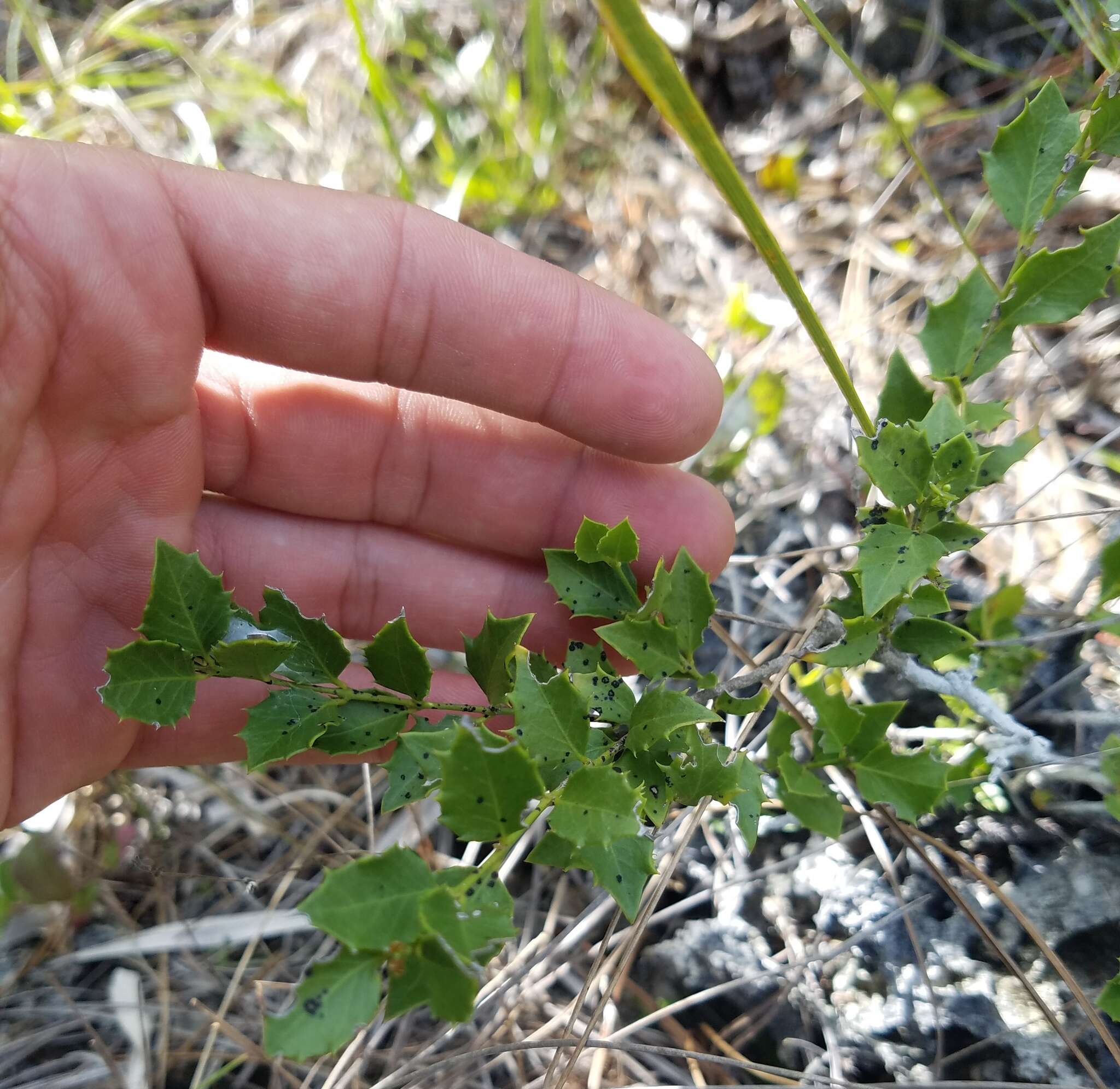 صورة Crossopetalum ilicifolium (Poir.) Kuntze