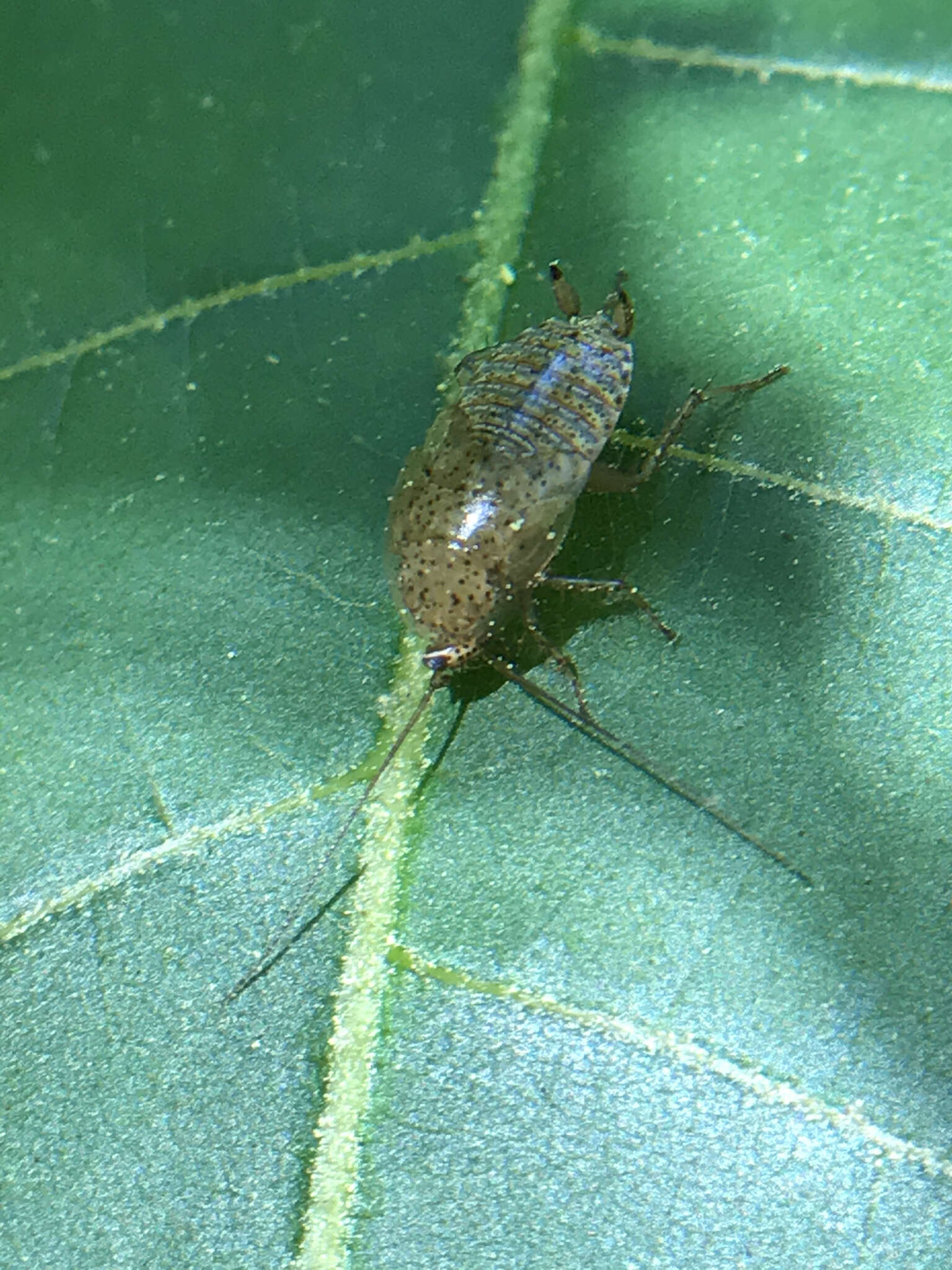 Image of tawny cockroach