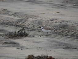 Image of Western snowy plover