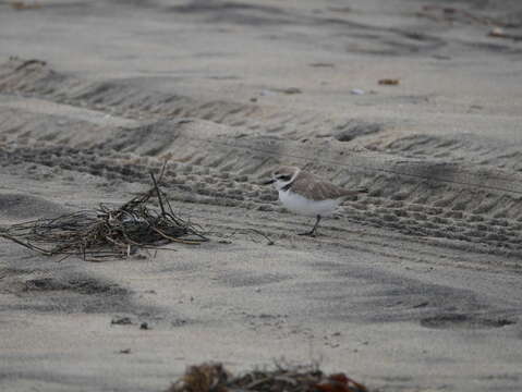 Image of Western snowy plover