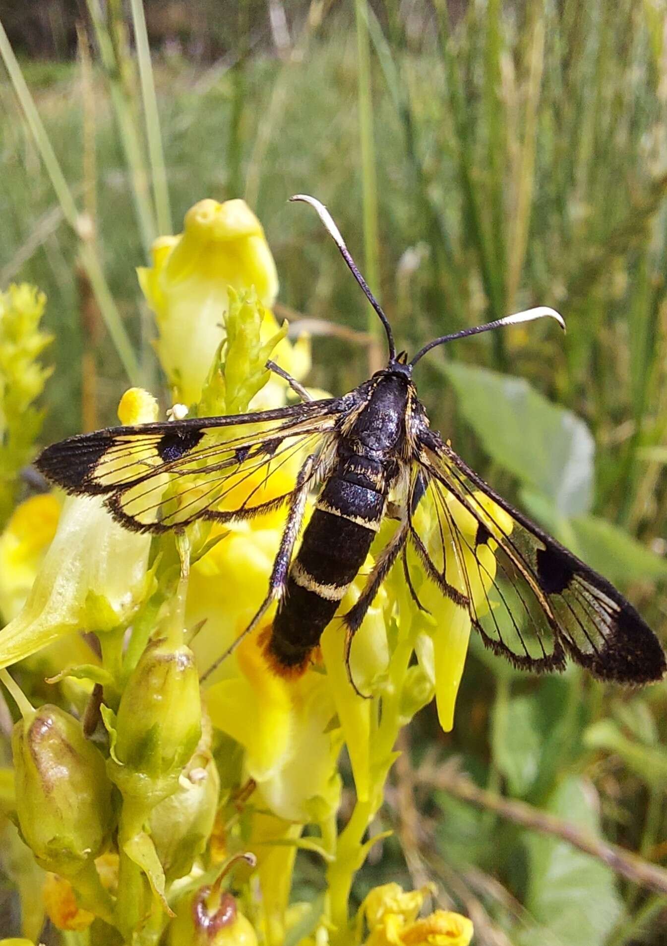 Imagem de Synanthedon scoliaeformis Borkhausen 1789