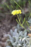 Image of Erysimum substrigosum (Rupr.) N. Busch