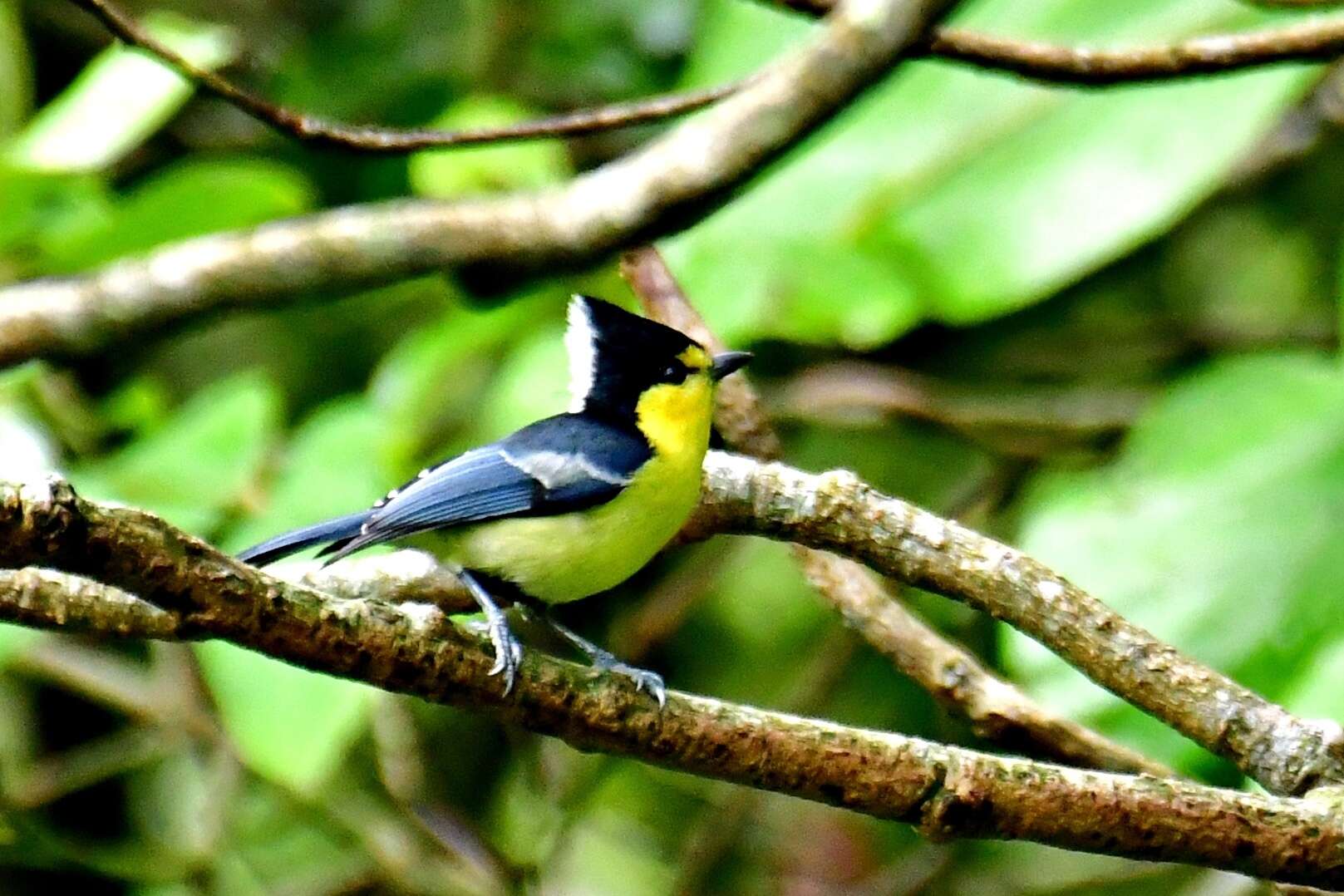 Image de Mésange de Taiwan