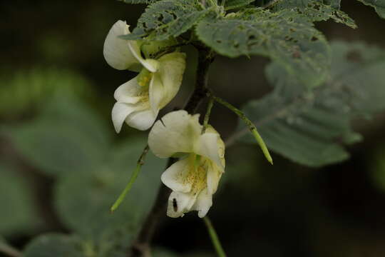 Image de Impatiens cristata Wall.