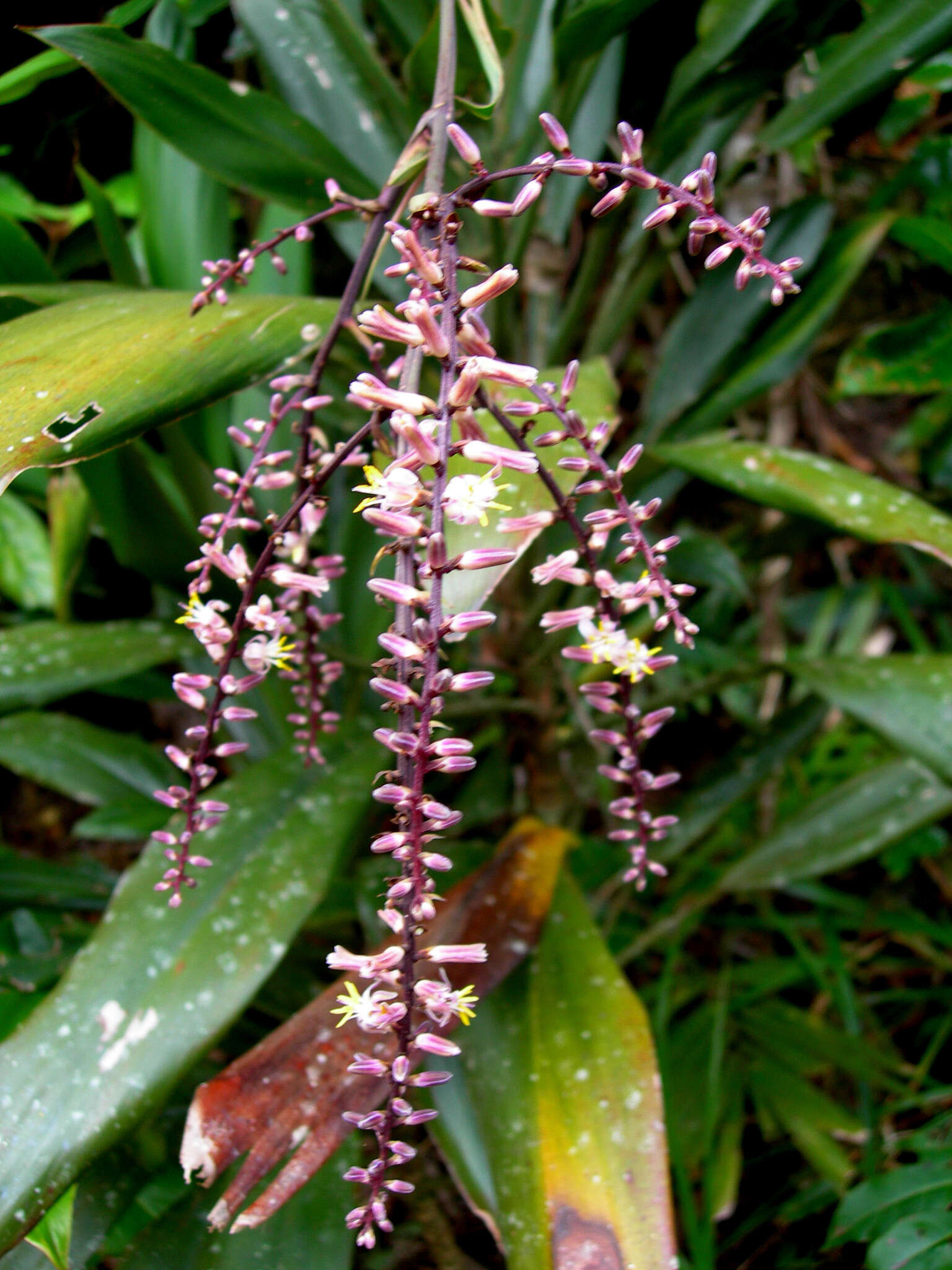 Image of Cordyline cannifolia R. Br.