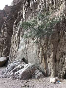 Vachellia tortilis subsp. raddiana (Savi) Kyal. & Boatwr.的圖片