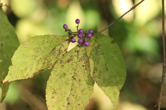 Image of Japanese callicarpa