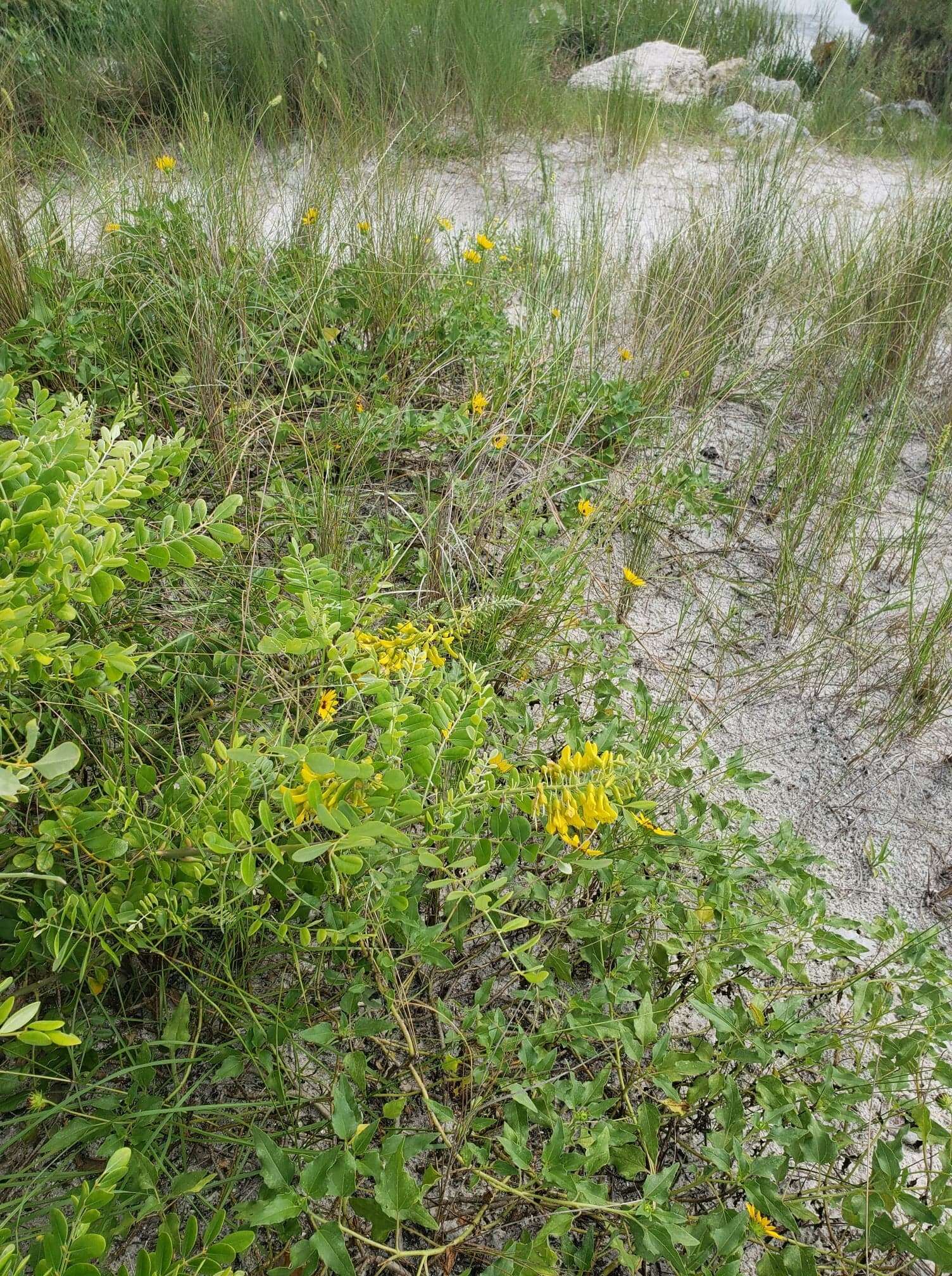 Image of yellow necklacepod