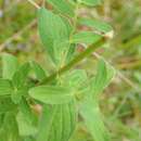 Image of Hypericum maculatum subsp. maculatum