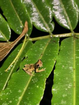 Sivun Dendropsophus parviceps (Boulenger 1882) kuva