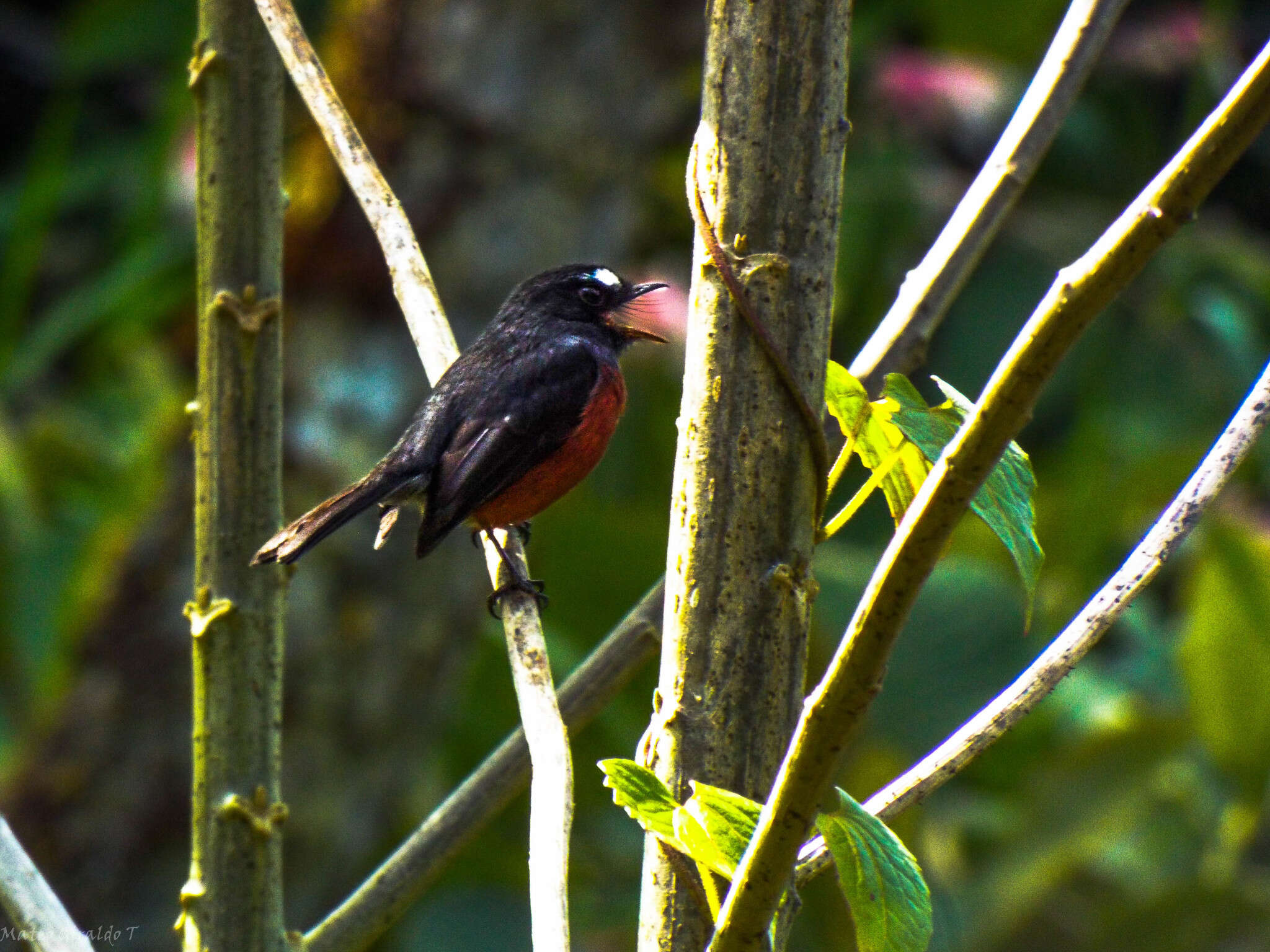 Image of Slaty-backed Chat-Tyrant