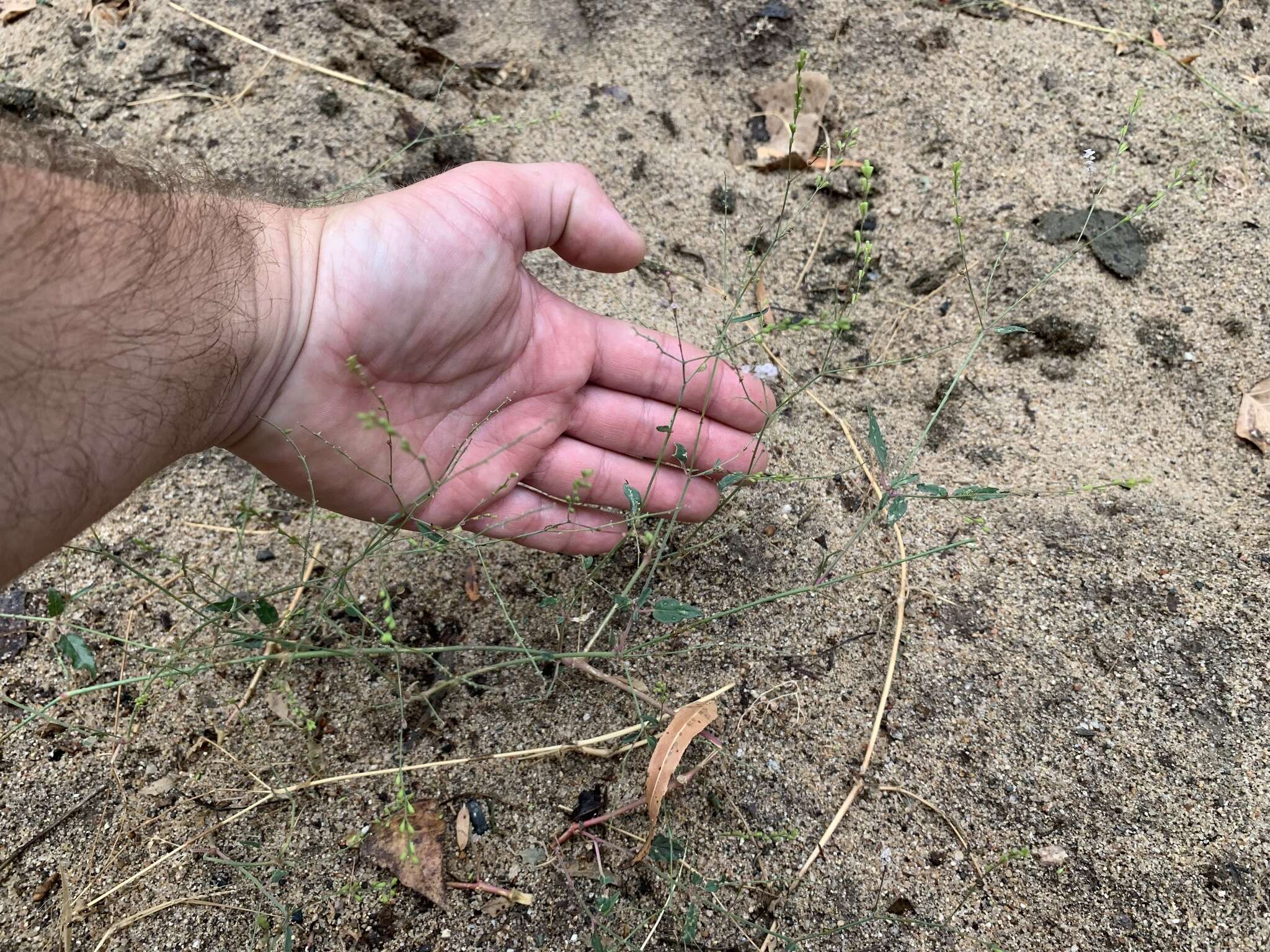 Image of Coulter's spiderling