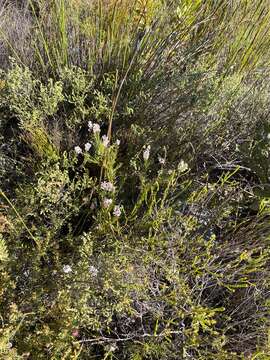 Image of Spatalla racemosa (L.) Druce