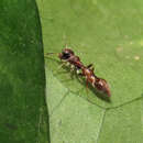 Image of Synemosyna aurantiaca (Mello-Leitão 1917)