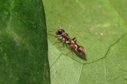 Image of Synemosyna aurantiaca (Mello-Leitão 1917)