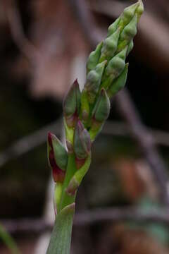 Steveniella satyrioides (Spreng.) Schltr. resmi