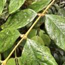 Image of Lasianthus hispidulus (Drake) Pit.