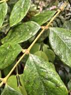 Image of Lasianthus hispidulus (Drake) Pit.