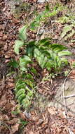 Image of dwarf netvein hollyfern