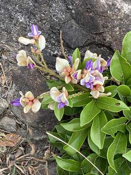 Image of Millettia nitida Benth.