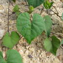 Sivun Ipomoea crinicalyx S. Moore kuva