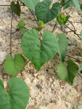 Imagem de Ipomoea crinicalyx S. Moore