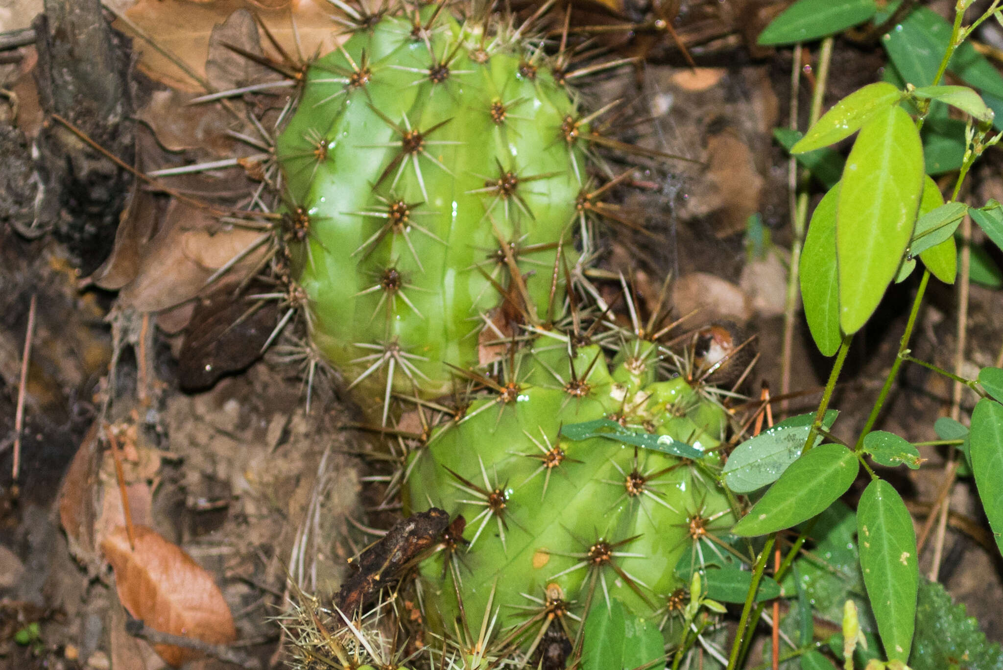 Image of Echinocereus arizonicus subsp. nigrihorridispinus