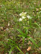 Image of common star lily