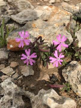 Imagem de Silene cambessedesii Boiss. & Reuter