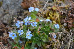 Image de Eritrichium villosum subsp. pulvinatum V. V. Petrovskii