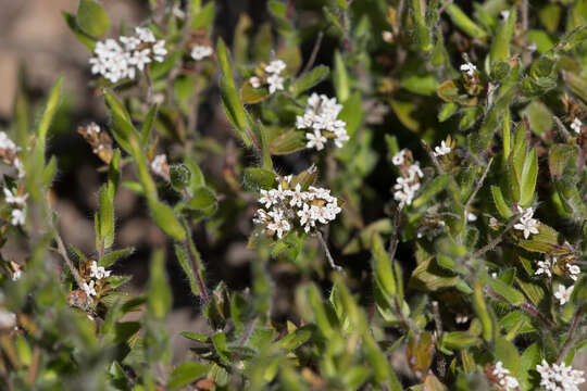 Image of Leucopogon concurvus F. Muell.