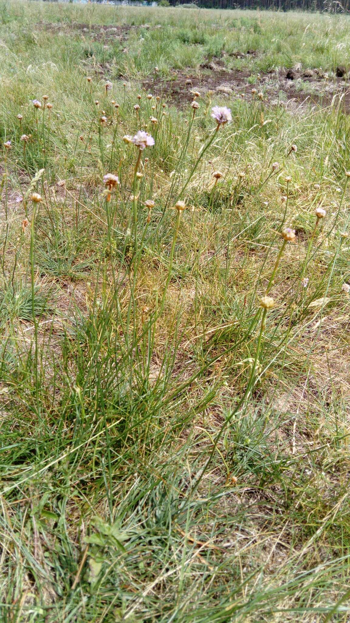 Imagem de Armeria maritima subsp. elongata (Hoffm.) Bonnier