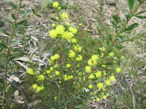 Image of gold-dust acacia