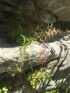 Image of Dunn's lobelia