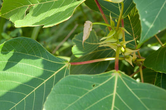 Image of Macaranga sinensis (Baill.) Müll. Arg.