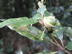 Image of Quercus hypophaea Hayata