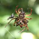 Image of Gasteracantha clavatrix (Walckenaer 1841)