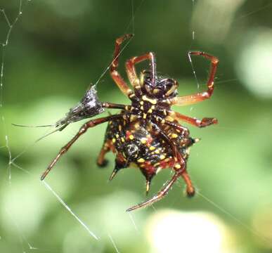 Image of Gasteracantha clavatrix (Walckenaer 1841)