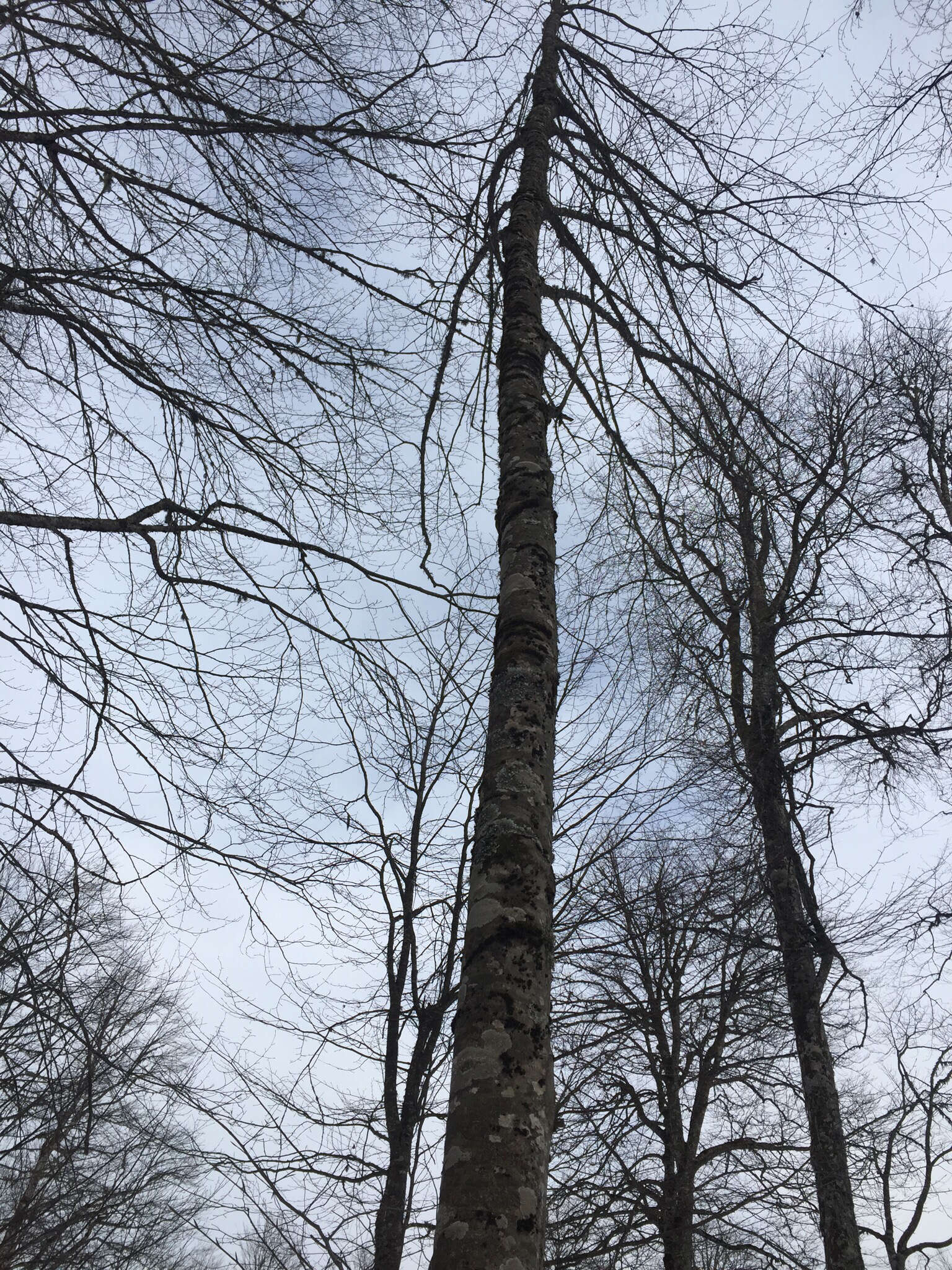 Image of Oriental Beech