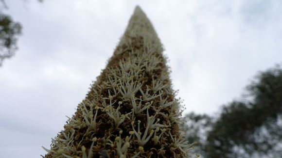 Image of <i>Xanthorrhoea resinosa</i> Pers.