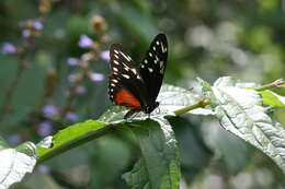 Image of Heliconius hecalesia formosus Bates 1863