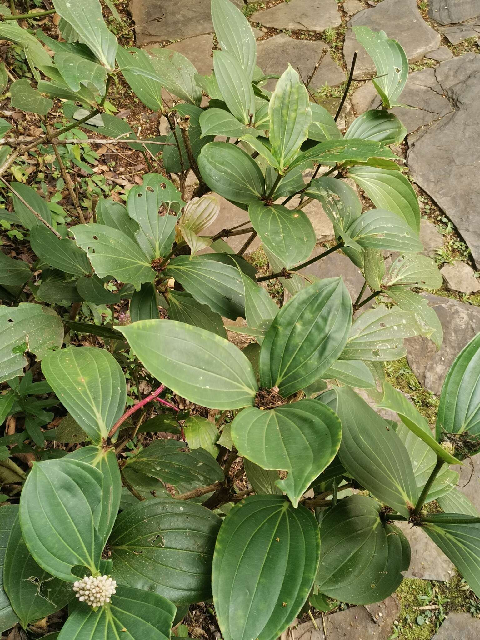 Image of Medinilla cumingii Naud.