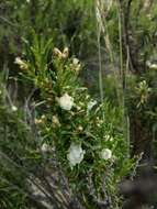 Image of Baccharis grisebachii Hieron.