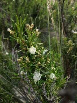 Image of Baccharis grisebachii Hieron.